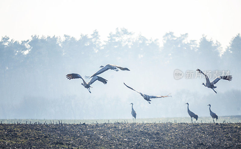 普通鹤[Grus Grus]